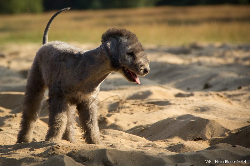 2014-07-17 Cherry & Friends-8161.jpg